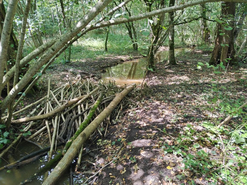 Ouvrage mimétique castor sur le ruisseau des Aubrys Ouvrage mimétique castor sur le ruisseau des Aubrys