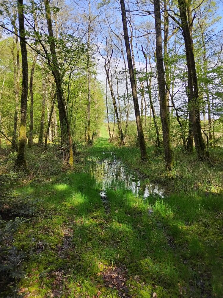 Milieu Humide dans la forêt domaniale des Hauts Bois