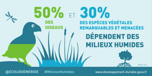Les milieux humides et les espèces
