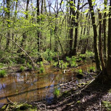 Le Plan de Gestion Stratégique des Milieux Humides