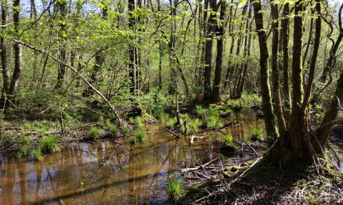 Comité de Rivières, Morthe, Romaine et PAS